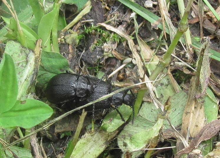 Galeruca tanaceti (Chrysomelidae) in accoppiamento